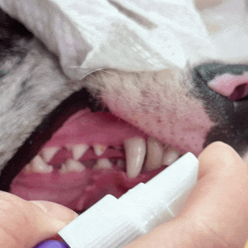 Spray pentru Igienă Orală Canină